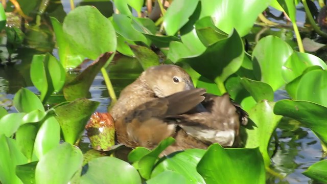 Rosy-billed Pochard - ML222123281