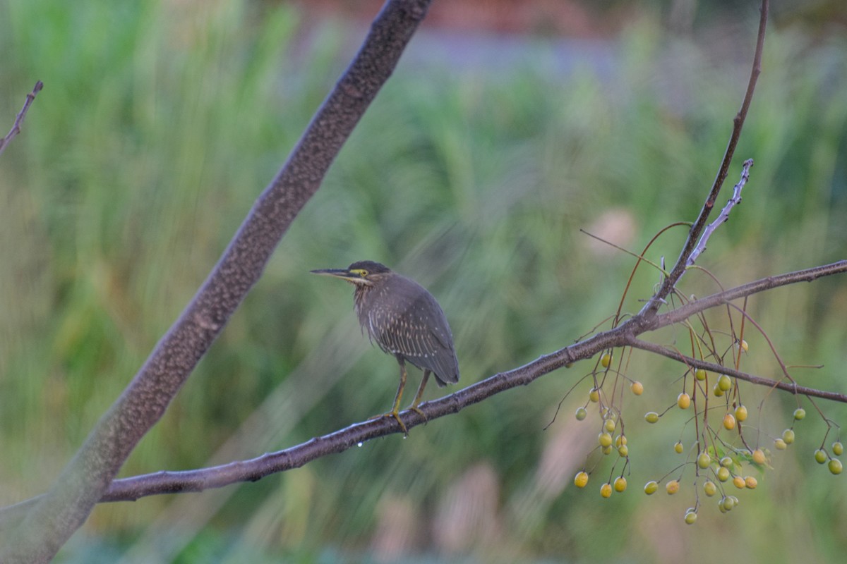 Striated Heron - ML222123851