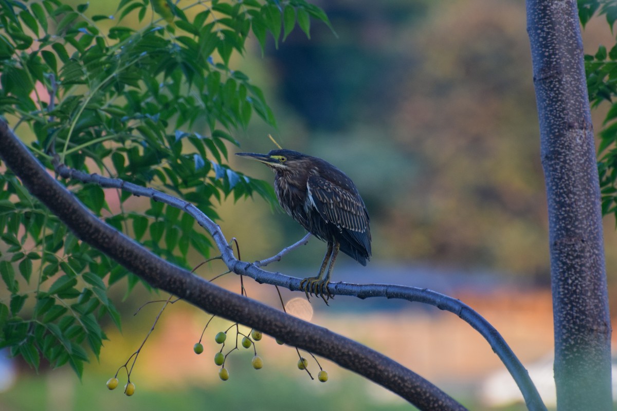 Striated Heron - ML222123881