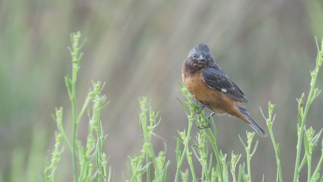 Dark-throated Seedeater - ML222123931