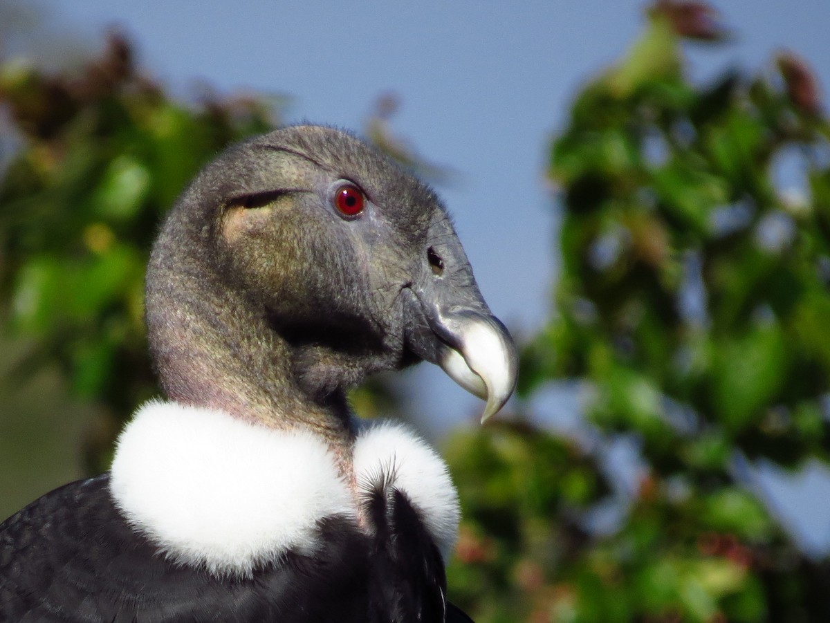 Andean Condor - ML22212421