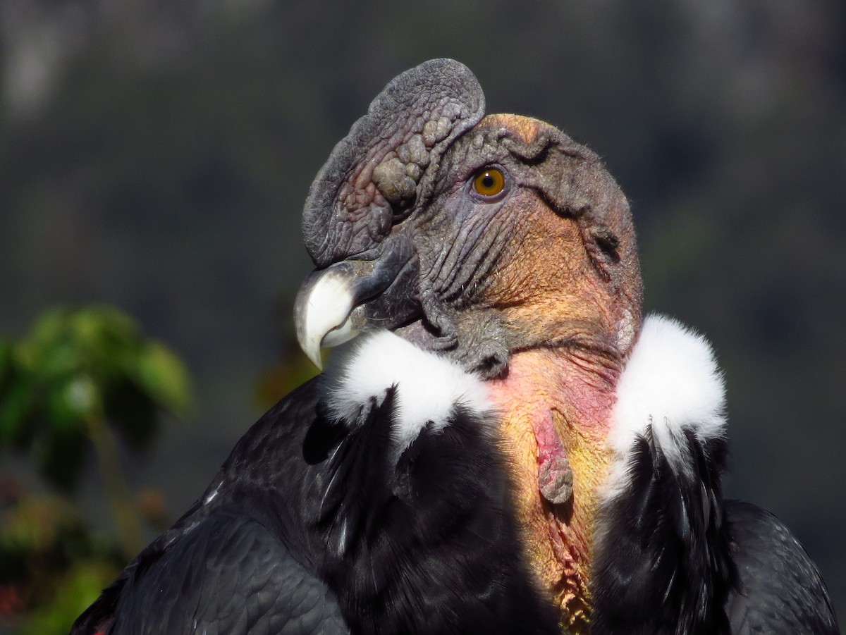 Andean Condor - ML22212451