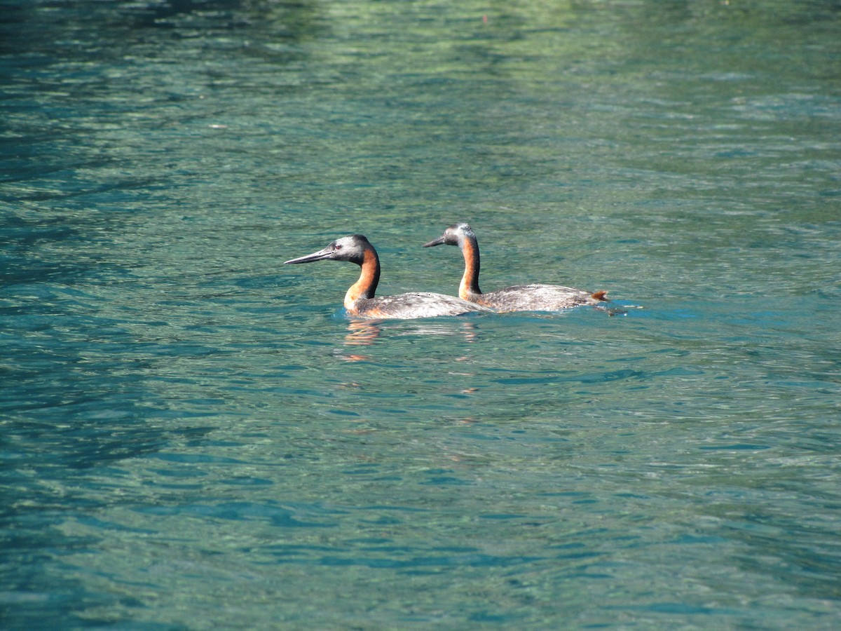 Great Grebe - ML222124621