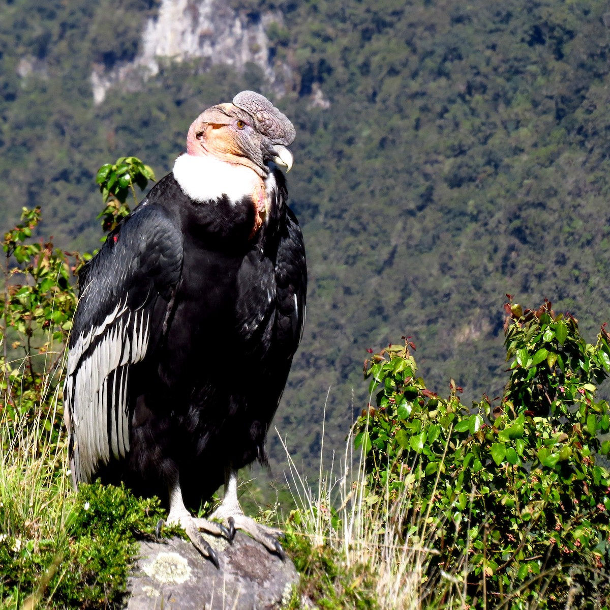 Andean Condor - ML22212471