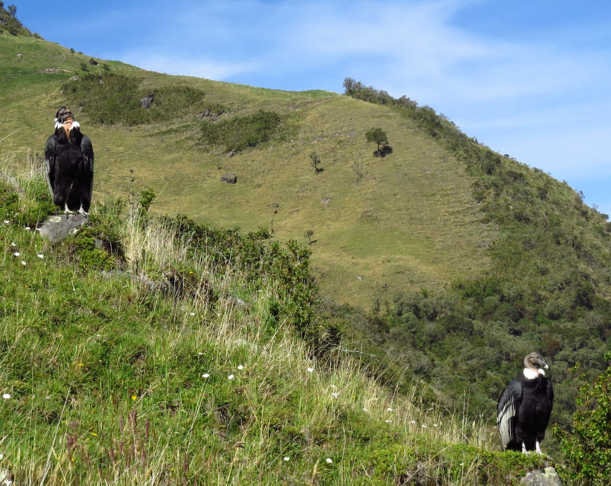 Andean Condor - ML22212481
