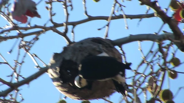 White Woodpecker - ML222125211