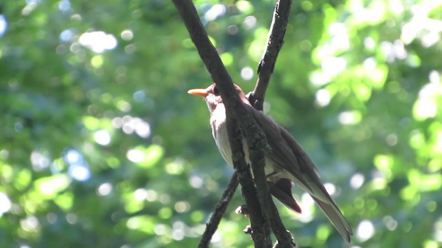 Creamy-bellied Thrush - ML222126591