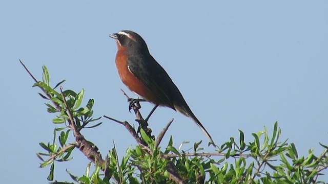 Black-and-rufous Warbling Finch - ML222126731