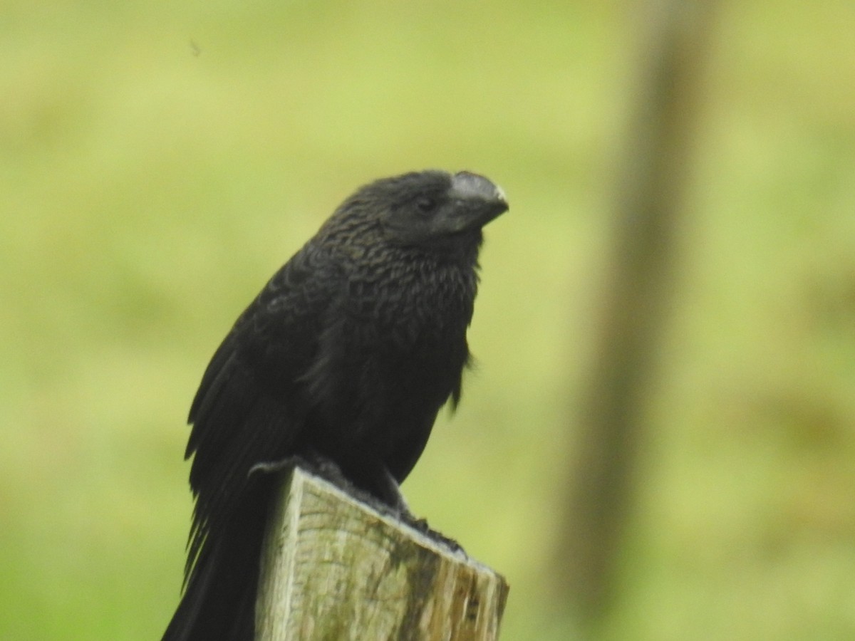 Smooth-billed Ani - ML222127461