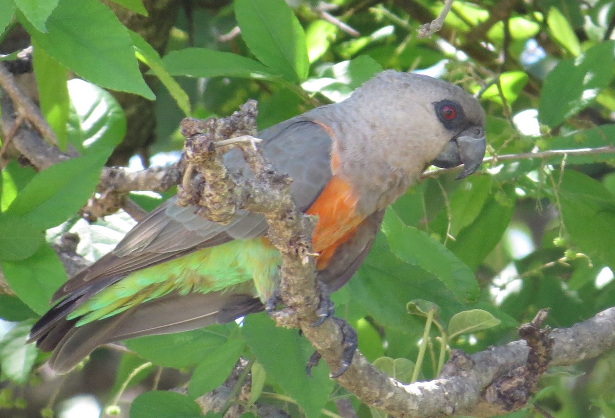 papoušek oranžovoprsý - ML22212751