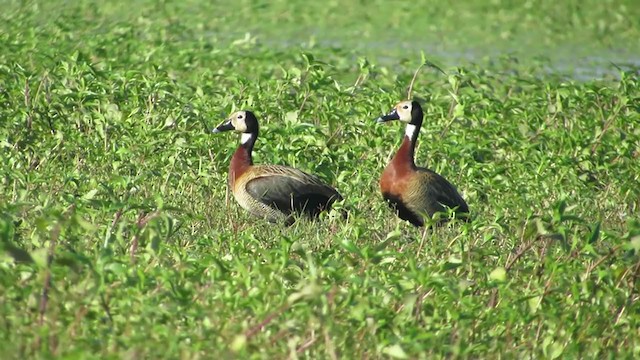 White-faced Whistling-Duck - ML222127601
