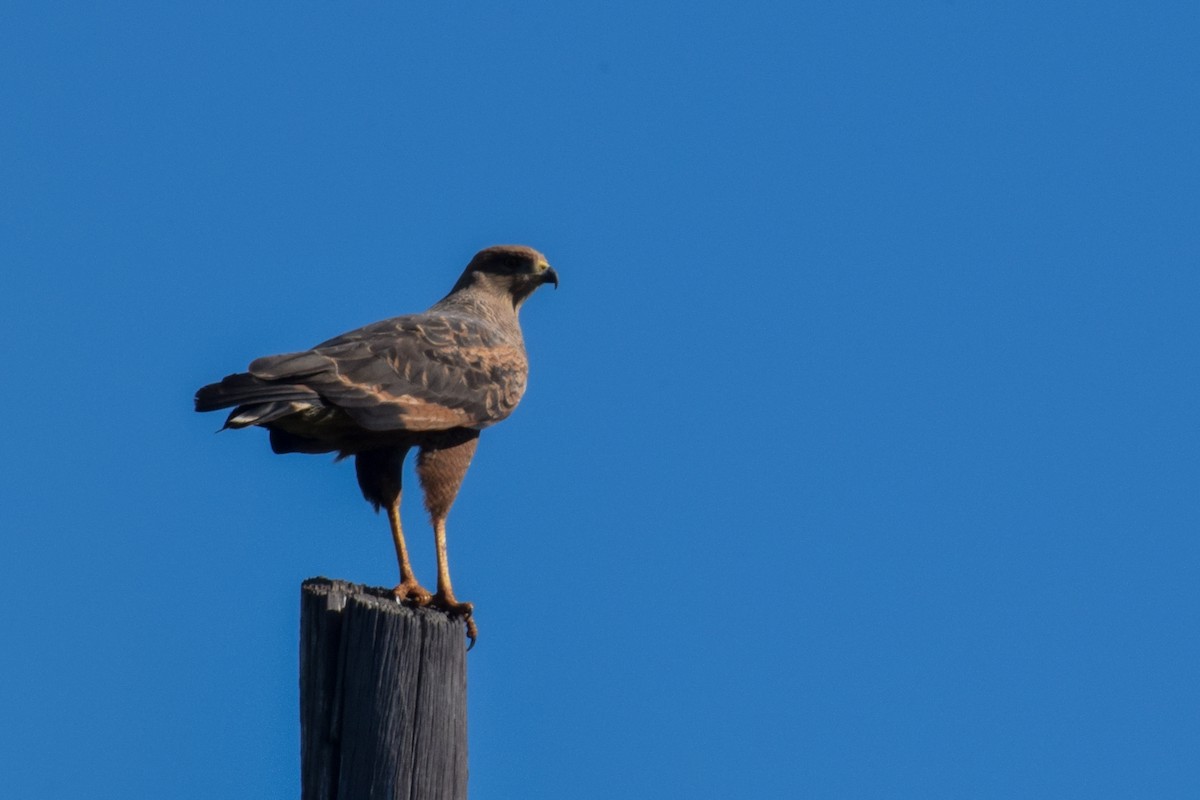 Savanna Hawk - Joel Martinez