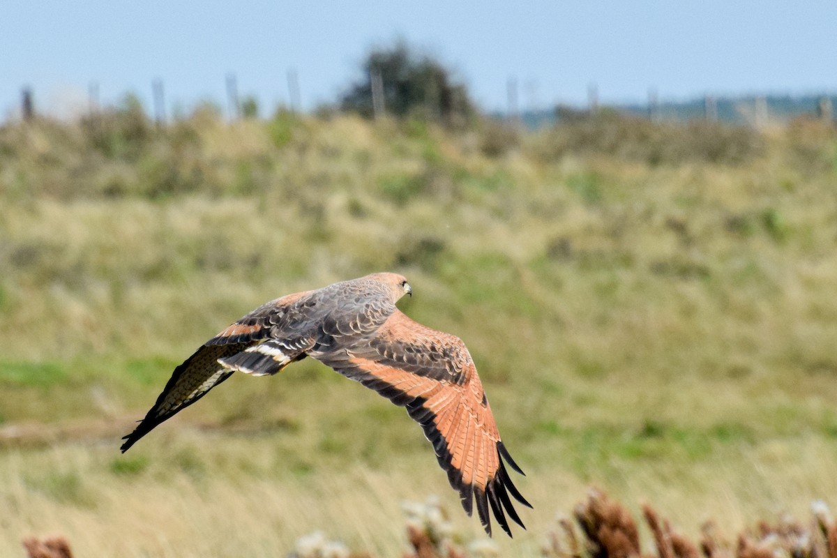 Savanna Hawk - Joel Martinez