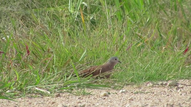 Ruddy Ground Dove - ML222128561