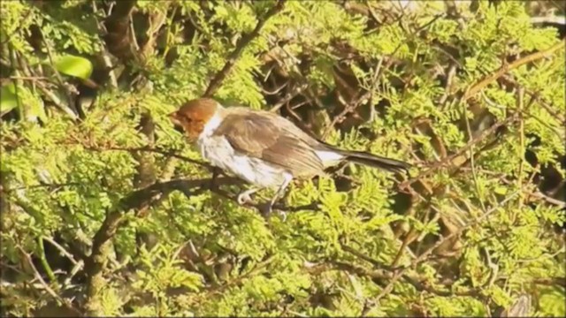 Yellow-billed Cardinal - ML222129221