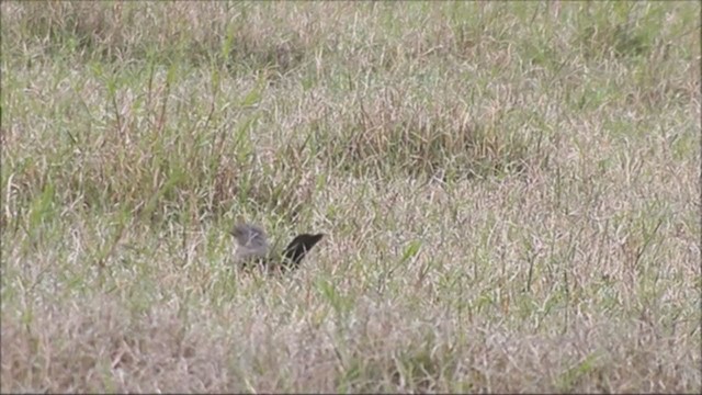 Rufous-bellied Thrush - ML222129401