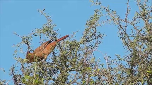 チャイロエボシカマドドリ - ML222129551