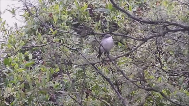 Suiriri Flycatcher - ML222129601