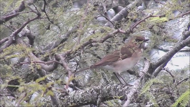 Creamy-bellied Thrush - ML222129671