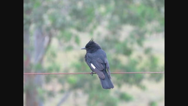 Crested Black-Tyrant - ML222129681