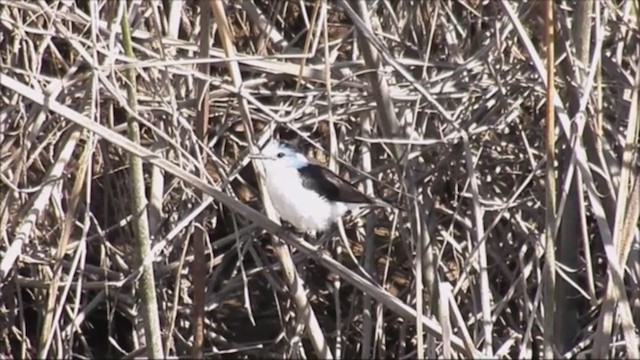 Black-backed Water-Tyrant - ML222129751