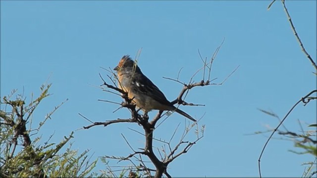 Zweibinden-Pflanzenmäher - ML222129791