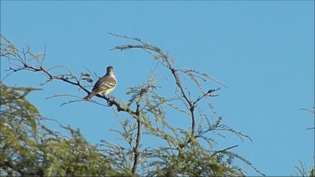 Southern Scrub-Flycatcher - ML222129891