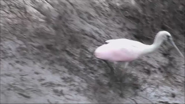 Roseate Spoonbill - ML222130071