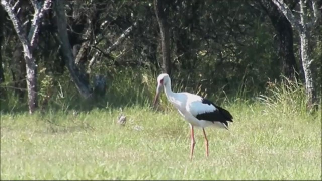 Cigogne maguari - ML222130871