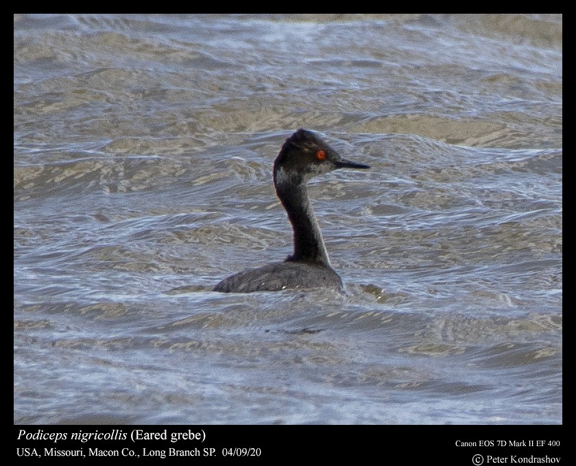 Eared Grebe - Peter Kondrashov