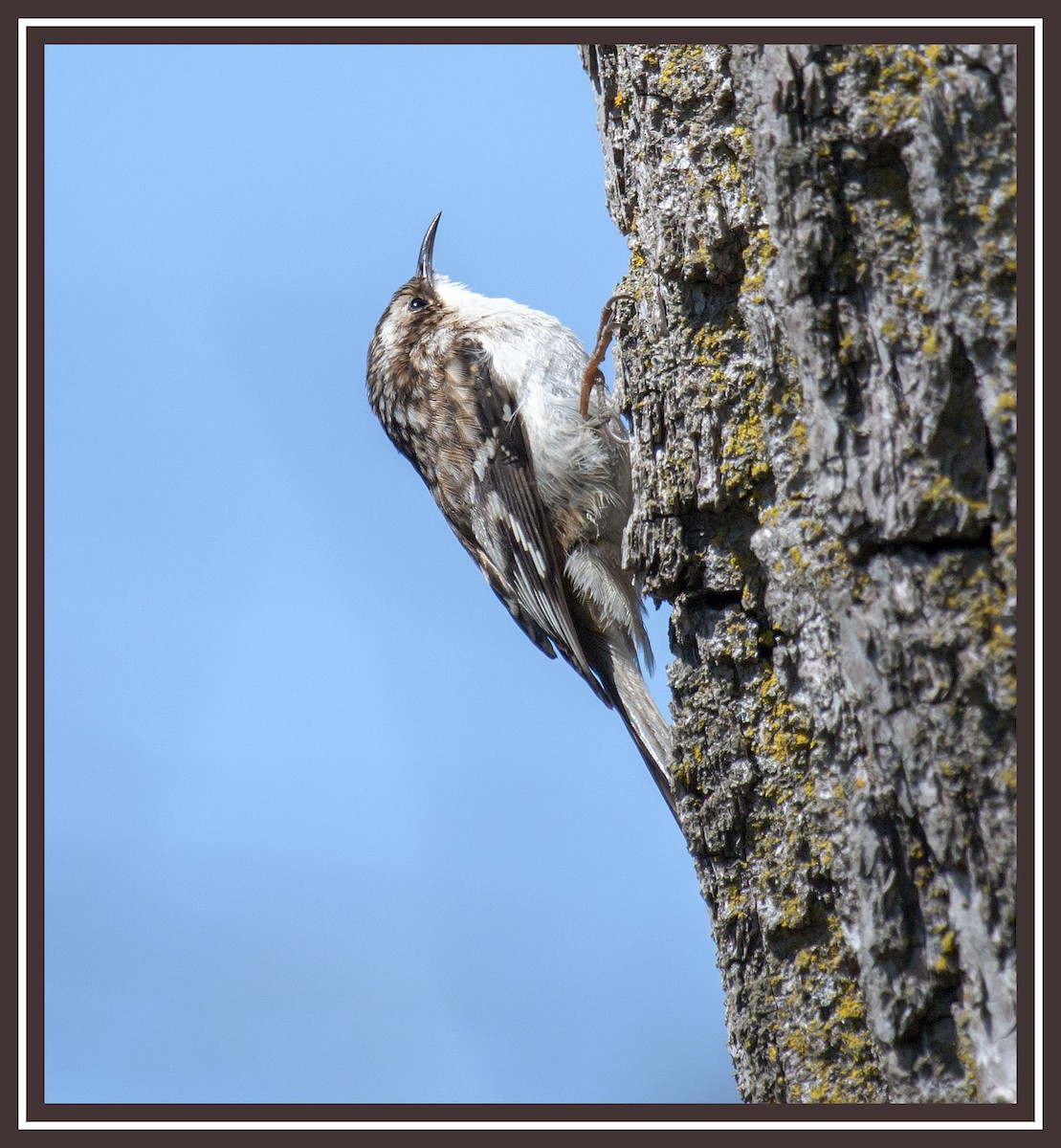 Brown Creeper - Bonnie Graham