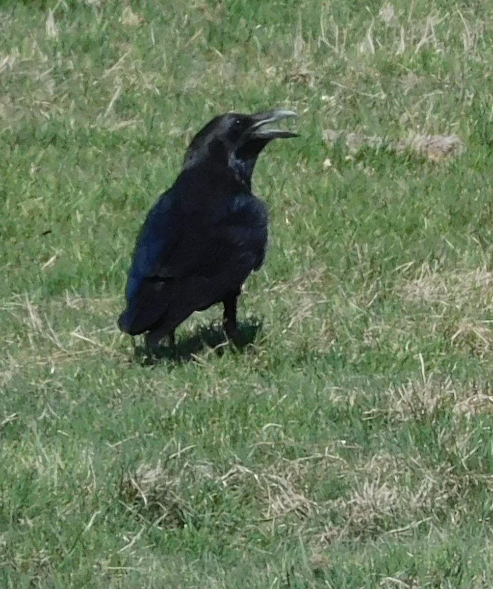 Common Raven - Kevin Spencer