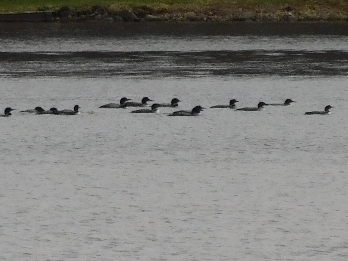 Common Loon - ML222135441