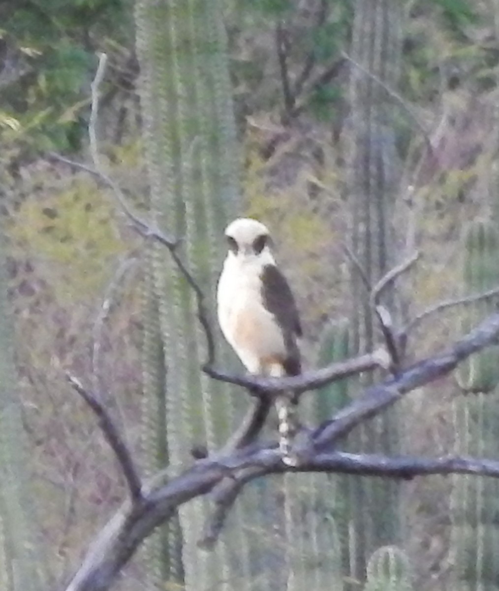 Laughing Falcon - ML22213551