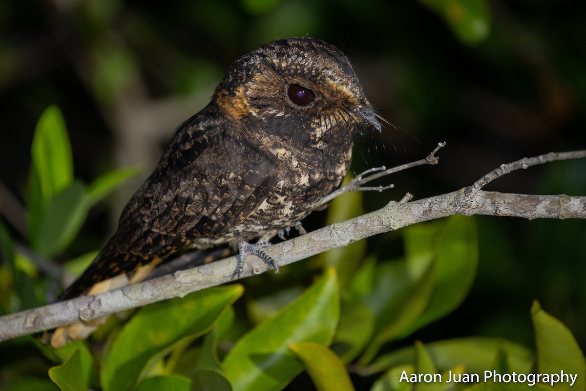 Yucatan Nightjar - Aaron Juan