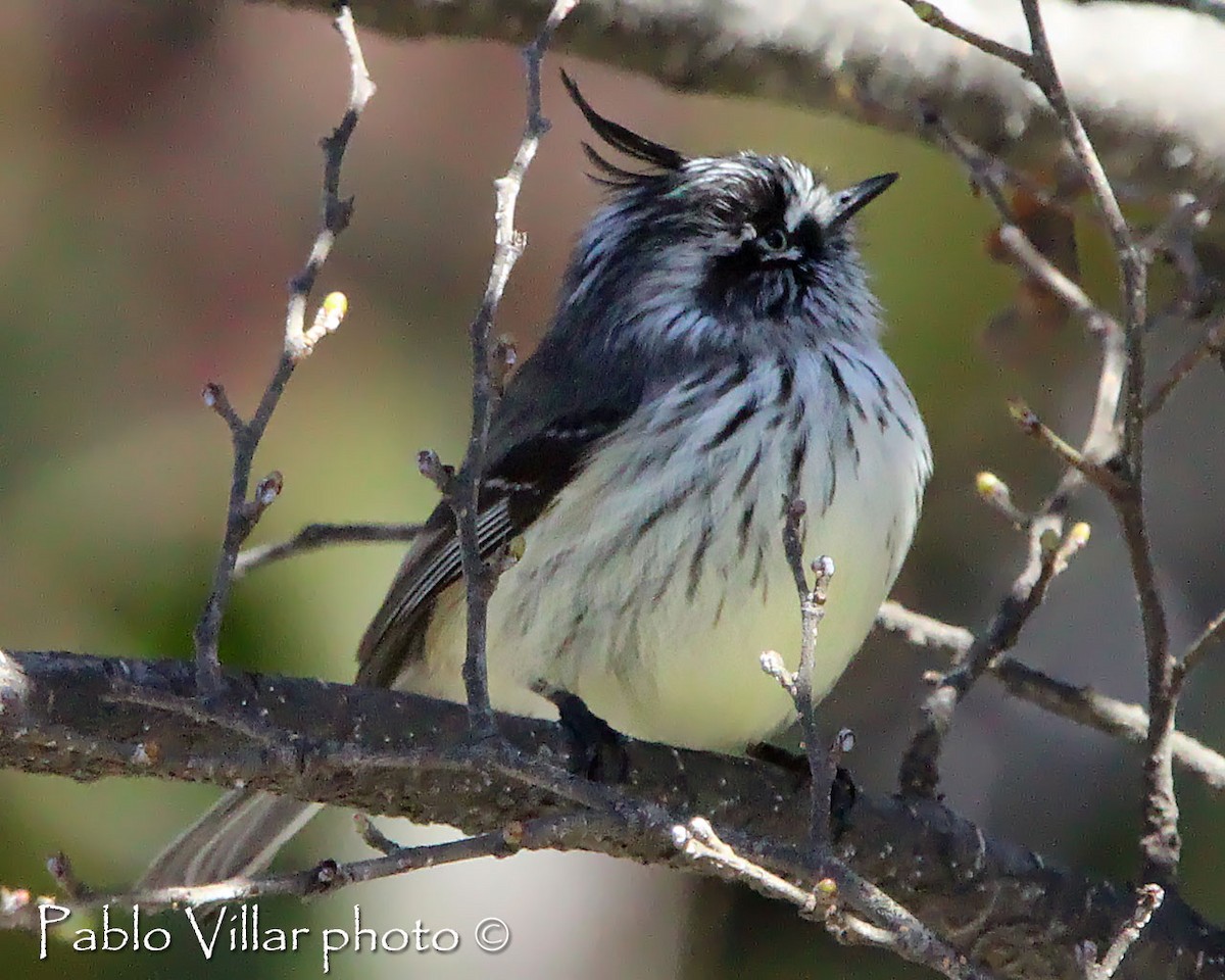 Tufted Tit-Tyrant - ML222136121