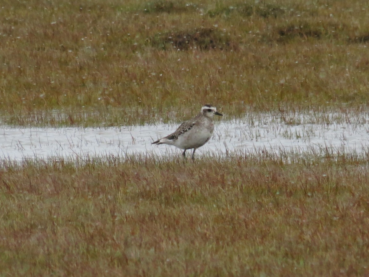 American Golden-Plover - ML222136521