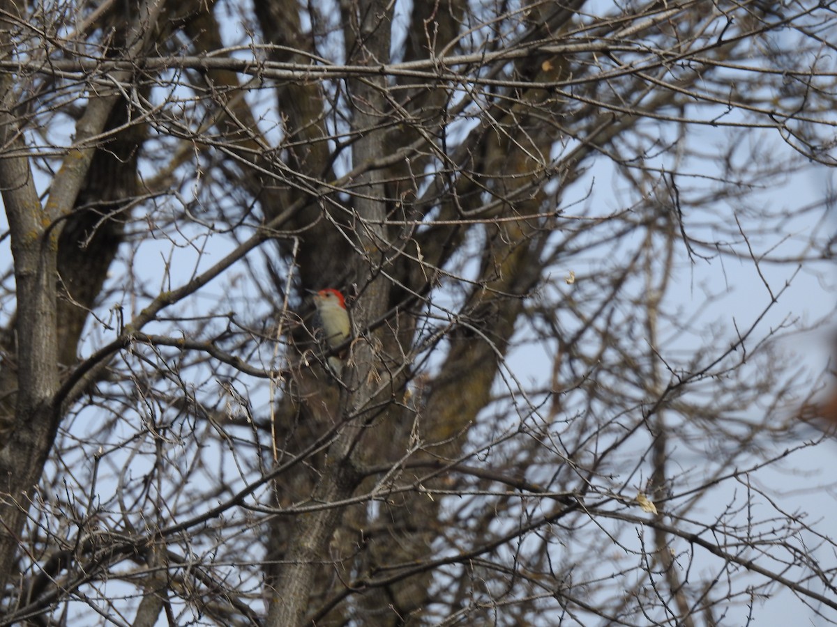Red-bellied Woodpecker - ML222136731