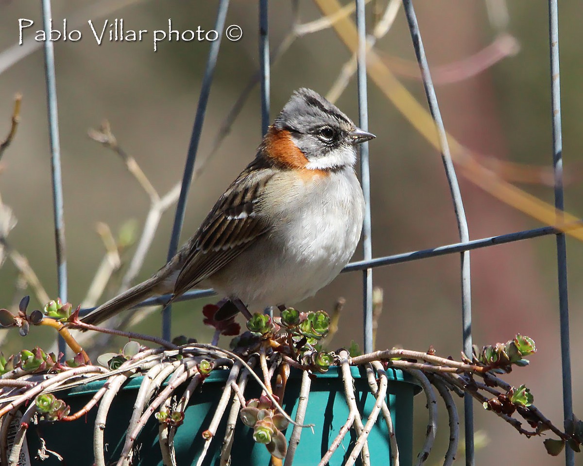 Rufous-collared Sparrow - ML222136841