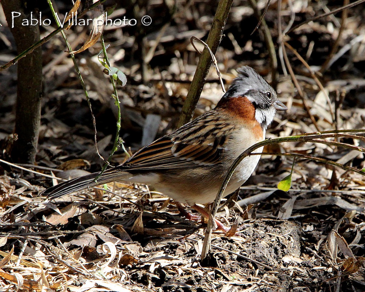 Rufous-collared Sparrow - ML222136861