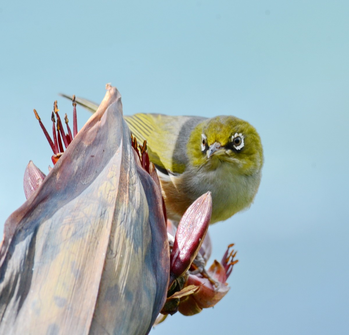 Silvereye - ML222137241