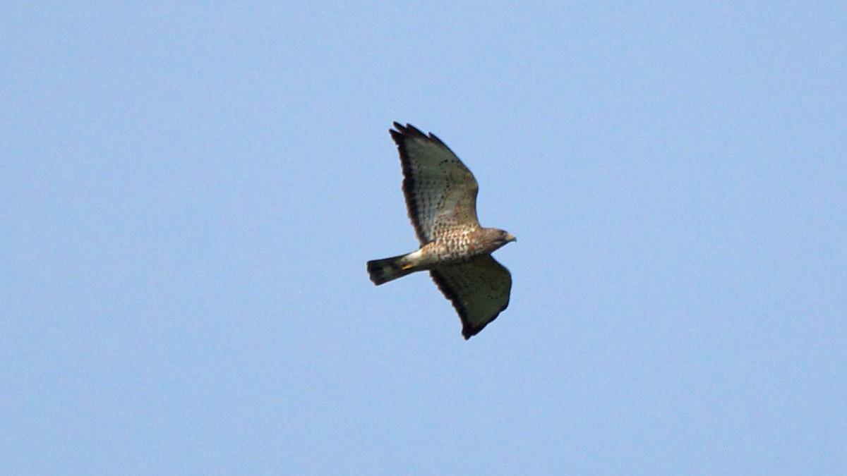 Broad-winged Hawk - ML222137711