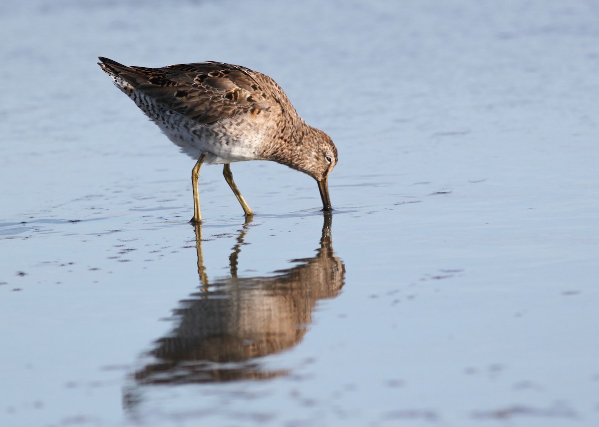 Short-billed Dowitcher - Zane Pickus