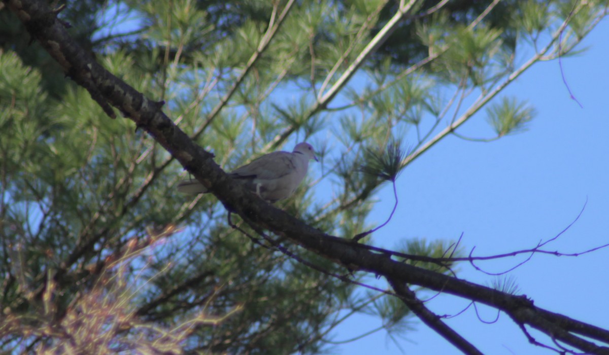 Eurasian Collared-Dove - ML222138551