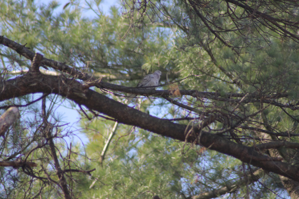 Eurasian Collared-Dove - ML222138571