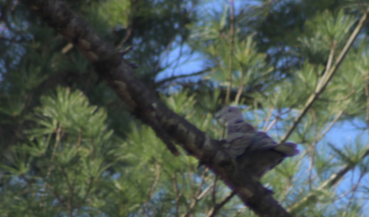 Eurasian Collared-Dove - ML222138621