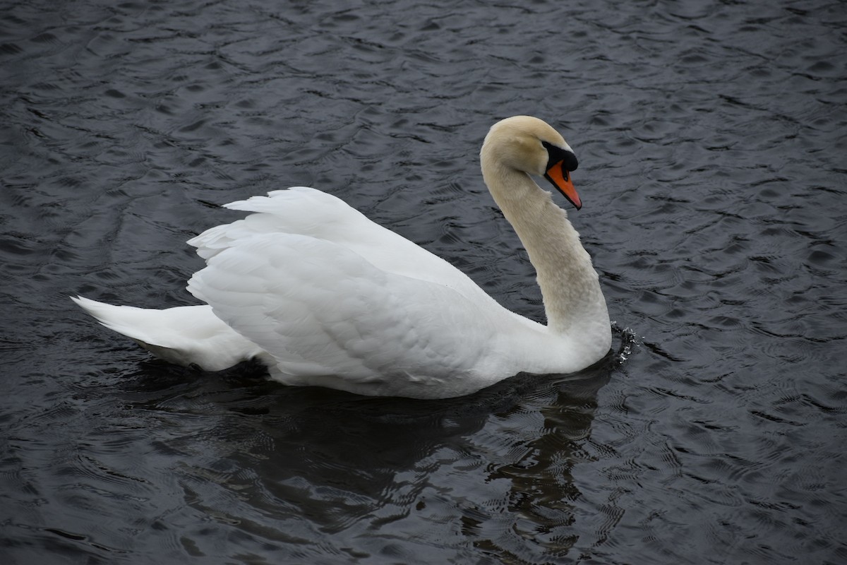 Хуруут хун - ML222140801