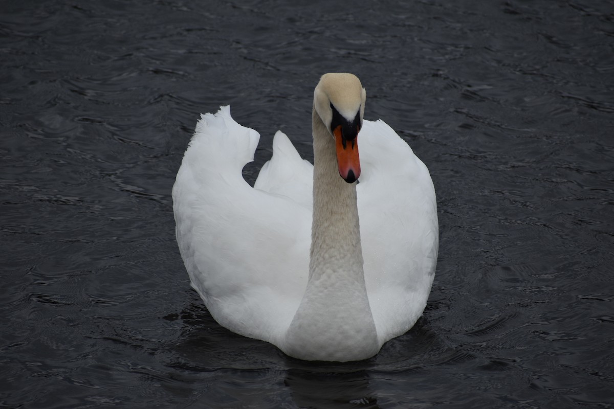 Хуруут хун - ML222140811