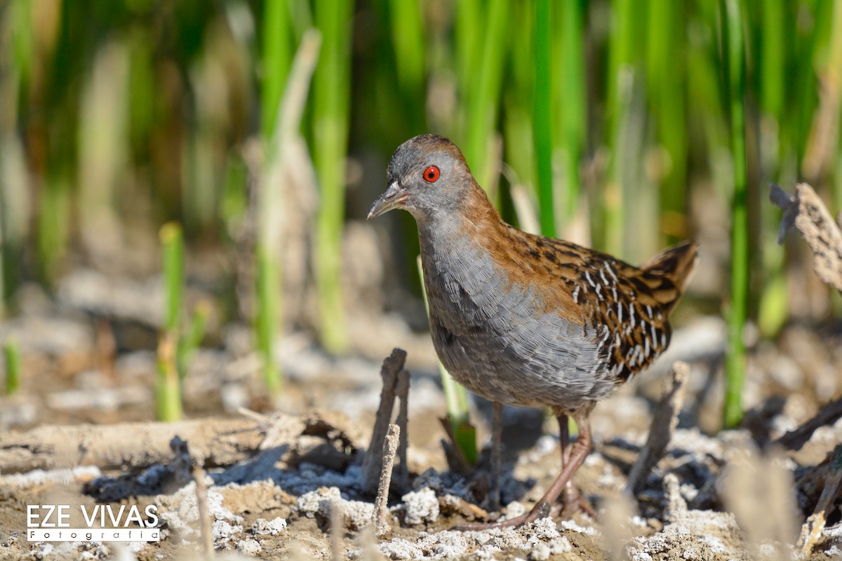 Dot-winged Crake - ML222141011