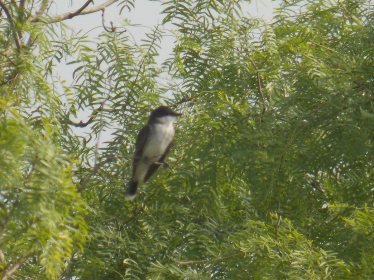 Eastern Kingbird - ML222142331